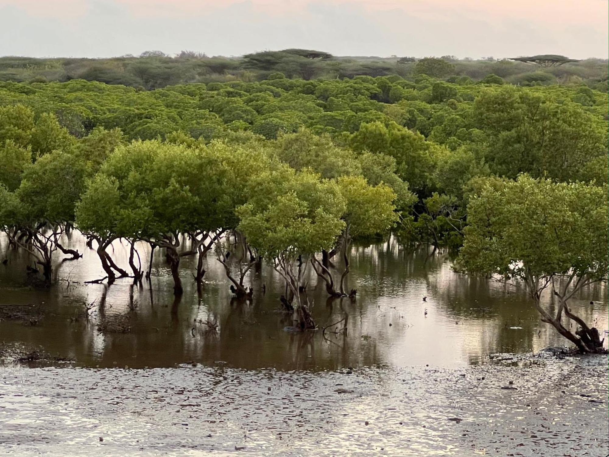 Mangrove House Hotel ลามู ภายนอก รูปภาพ